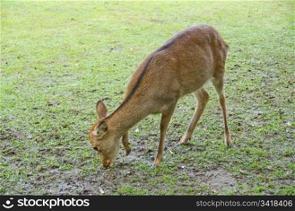 Female Sika Deer. Female Sika Deer, Cervus nippon on a meadow in Nara, Japan