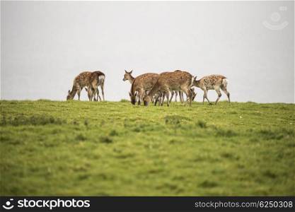 Female sika deer grazing on open grassland on misty day