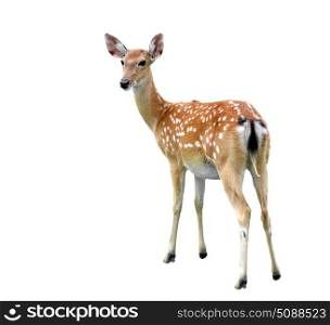 female sika deer isolated on white background
