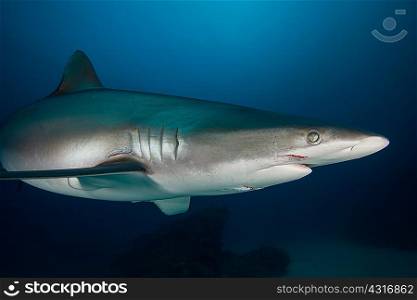 Female silky shark with bite marks, probably received during courtship ritual, Socorro Island, Revillagigedo, Mexico