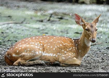 Female Spotted deer or Axis deer (Cervus axis)