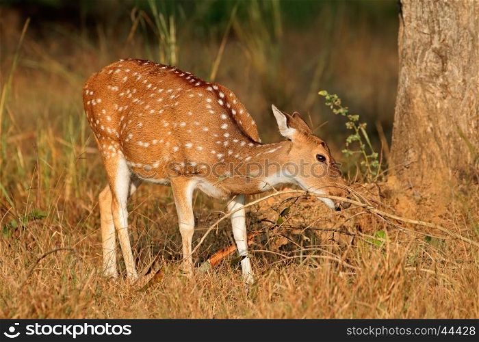 Female spotted deer or chital (Axis axis), Kanha National Park, India&#xD;
