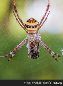 Female St Andrew&rsquo;s Cross Spider eating prey. St Andrew&rsquo;s Cross Spider in a web