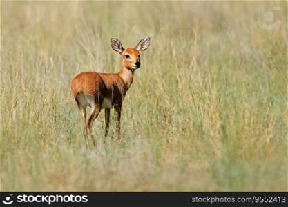 Female steenbok antelope (Raphicerus campestris) in natural habitat, Mokala National Park, South Africa
