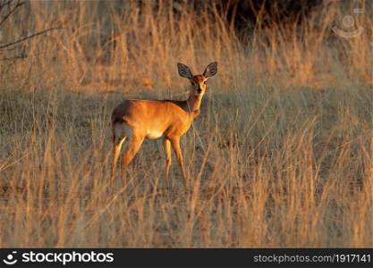 Female steenbok antelope (Raphicerus campestris) in natural habitat, South Africa