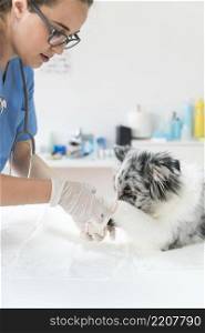 female veterinarian applying bandage wounded dog s paw