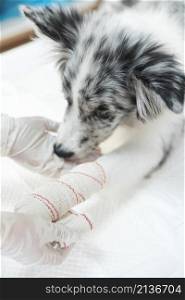 female veterinarian applying white bandaged dog s paw limb
