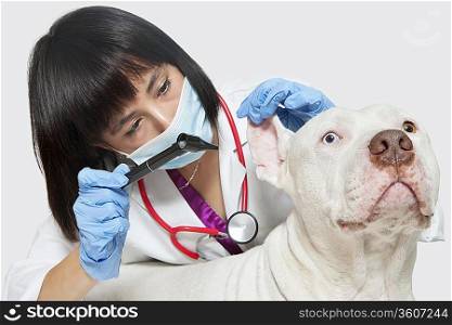 Female veterinarian checking ear&acute;s of dog against gray background