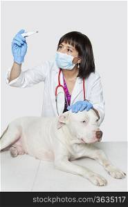 Female veterinarian checking temperature of dog over gray background