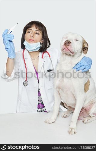Female veterinarian checking temperature of dog over gray background