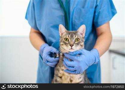 Female veterinarian doctor is examining a grey cat with stethoscope. Female veterinarian doctor is examining a cat with stethoscope