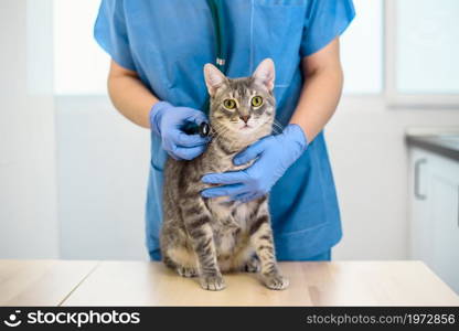 Female veterinarian doctor is examining a grey cat with stethoscope. Female veterinarian doctor is examining a cat with stethoscope