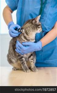 Female veterinarian doctor is examining a grey cat with stethoscope. Female veterinarian doctor is examining a cat with stethoscope