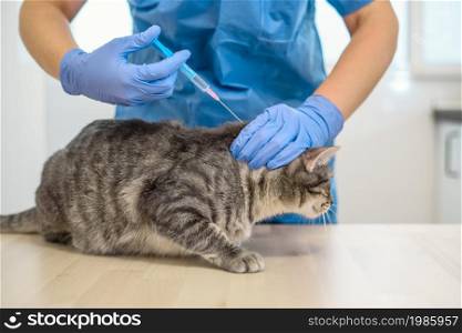 Female veterinarian doctor is giving an injection to a grey cat. Female veterinarian doctor is giving an injection to a cat