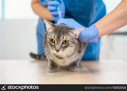 Female veterinarian doctor is giving an injection to a grey cat. Female veterinarian doctor is giving an injection to a cat