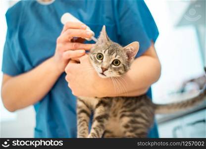 Female veterinarian doctor uses ear drops to treat a grey cat. Female veterinarian doctor uses ear drops to treat a cat