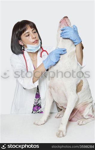 Female veterinarian examining dog against gray background