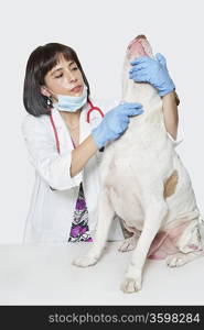 Female veterinarian examining dog against gray background