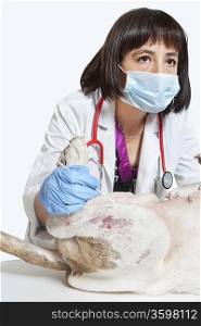 Female veterinarian examining dog over gray background