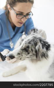female veterinarian examining dog s clinic