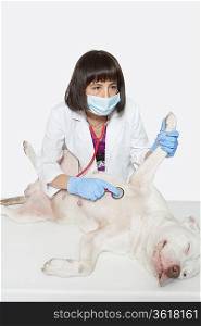 Female veterinarian examining dog with stethoscope over gray background