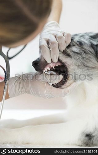 female veterinarian inspecting dog s teeth clinic