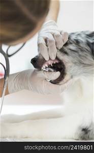 female veterinarian inspecting dog s teeth clinic