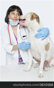Female veterinarian with dog over gray background