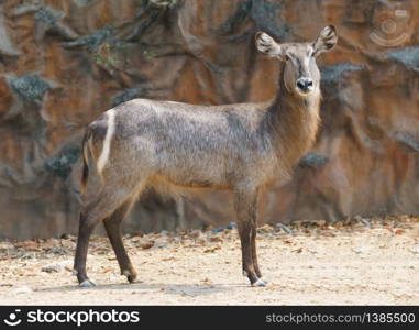 female waterbuck standing alone in zoo