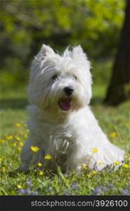 Female West Highland White Terrier great expression in the park