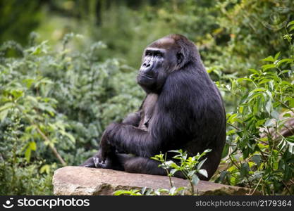 Female Western Lowland Gorilla in green forest.