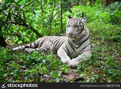 female white bengal tiger resting in nature