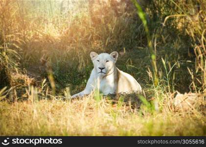 female white lion lying relaxing on grass field safari in the national park