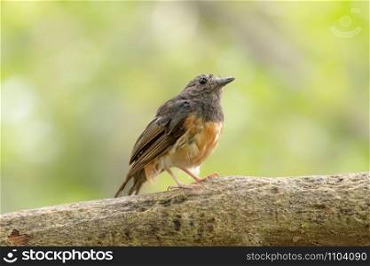 Female White-rumped Shama (Copsychus malabaricus) perching on a branch in the garden.