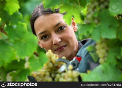 female wine producer cropping grapes
