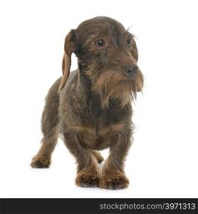 female Wire haired dachshund in front of white background