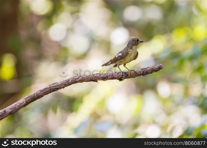 Female Yellow-rumped flycatcher (Ficedula zanthopygia) in nature of Thailand