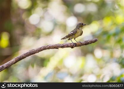 Female Yellow-rumped flycatcher (Ficedula zanthopygia) in nature of Thailand