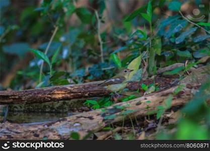 Female Yellow-rumped flycatcher (Ficedula zanthopygia) playing water in summer on hot days
