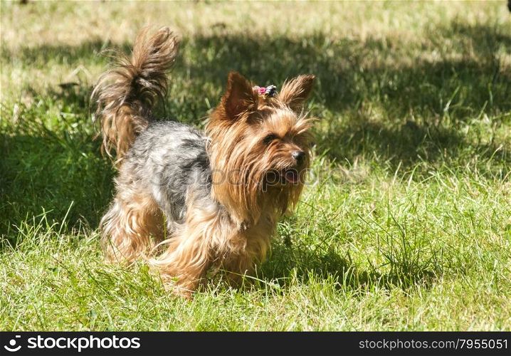Female Yorkshire terrier dog on green lawn closeup