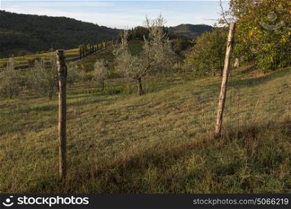 Fence along farmland, Tuscany, Italy