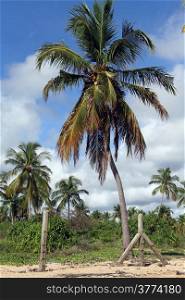Fence and coconut trees on the Nilaveli beach, Sri Lanka
