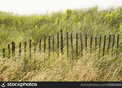 Fence in a field