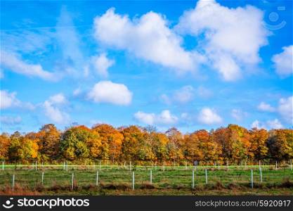 Fence in al andscape with trees in the autumn