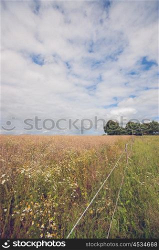 Fence on a meadow with many flowers in the summer