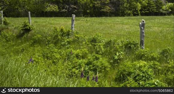 Fence on green grassy field, Kensington, Prince Edward Island, Canada