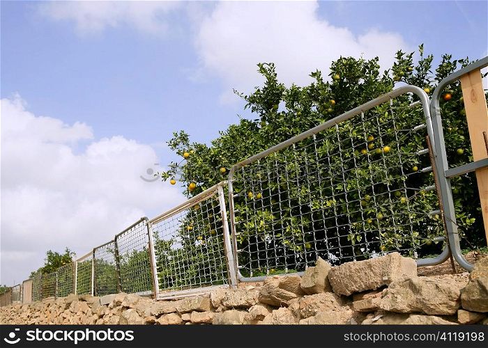 fence on orange tree made of recycled bed structures