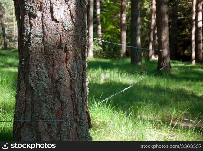 fenced trees with barbed wire