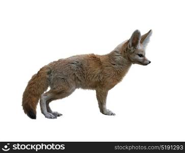 Fennec Fox isolated on white background. Fennec Fox isolated on white