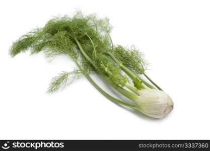 Fennel bulb with green leaves on white background